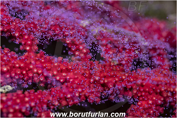Island Vis, Croatia, Adriatic sea, Mediterranean sea, Paramuricea clavata, Paramuricea, Plexauridae, Mediterranean gorgonian, Sea fan, Coral, Cnidaria, Cnidarian, Abstract, Violet eggs, Eggs, Reproduction