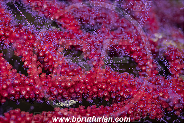 Island Vis, Croatia, Adriatic sea, Mediterranean sea, Paramuricea clavata, Paramuricea, Plexauridae, Mediterranean gorgonian, Sea fan, Coral, Cnidaria, Cnidarian, Abstract, Violet eggs, Eggs, Reproduction
