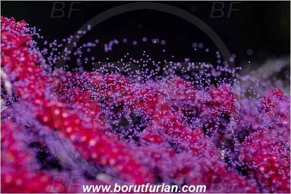 Island Vis, Croatia, Adriatic sea, Mediterranean sea, Paramuricea clavata, Paramuricea, Plexauridae, Mediterranean gorgonian, Sea fan, Coral, Cnidaria, Cnidarian, Abstract, Violet eggs, Eggs, Reproduction