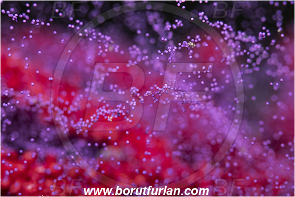 Island Vis, Croatia, Adriatic sea, Mediterranean sea, Paramuricea clavata, Paramuricea, Plexauridae, Mediterranean gorgonian, Sea fan, Coral, Cnidaria, Cnidarian, Abstract, Violet eggs, Eggs, Reproduction