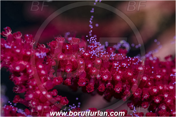Island Vis, Croatia, Adriatic sea, Mediterranean sea, Paramuricea clavata, Paramuricea, Plexauridae, Mediterranean gorgonian, Sea fan, Coral, Cnidaria, Cnidarian, Abstract, Violet eggs, Eggs, Reproduction