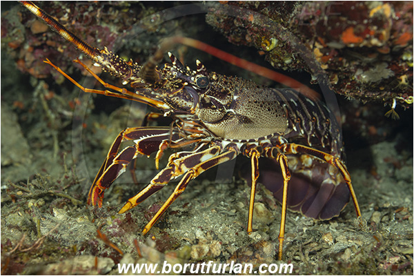 Island Vis, Croatia, Adriatic sea, Mediterranean sea, Palinurus elephas, Palinurus, Palinuridae, Decapoda, European spiny lobster, Spiny lobster, Lobster, Crustacea, Crustacean