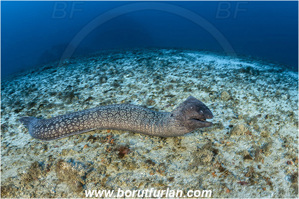 Island Svetac, Croatia, Adriatic sea, Mediterranean sea, Muraena helena, Muraena, Muraenidae, Mediterranean moray, Moray, Fish