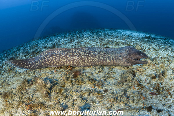 Island Svetac, Croatia, Adriatic sea, Mediterranean sea, Muraena helena, Muraena, Muraenidae, Mediterranean moray, Moray, Fish