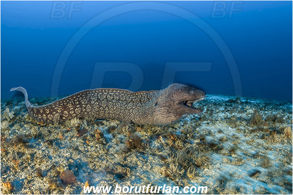 Island Svetac, Croatia, Adriatic sea, Mediterranean sea, Muraena helena, Muraena, Muraenidae, Mediterranean moray, Moray, Fish