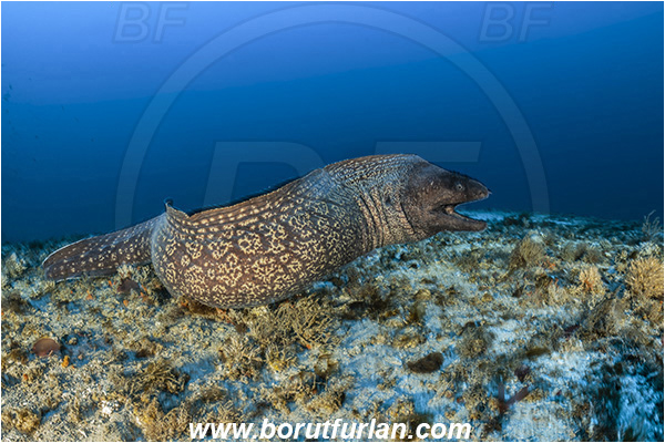 Island Svetac, Croatia, Adriatic sea, Mediterranean sea, Muraena helena, Muraena, Muraenidae, Mediterranean moray, Moray, Fish