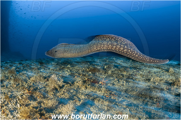 Island Svetac, Croatia, Adriatic sea, Mediterranean sea, Muraena helena, Muraena, Muraenidae, Mediterranean moray, Moray, Fish, Swimming