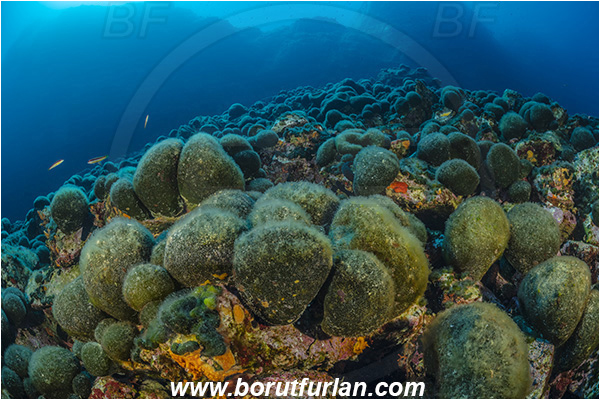 Island Jabuka, Croatia, Adriatic sea, Mediterranean sea, Reef, Codium bursa, Codium, Codiaceae, Algae, Seaweed