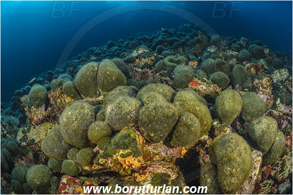 Island Jabuka, Croatia, Adriatic sea, Mediterranean sea, Reef, Codium bursa, Codium, Codiaceae, Algae, Seaweed