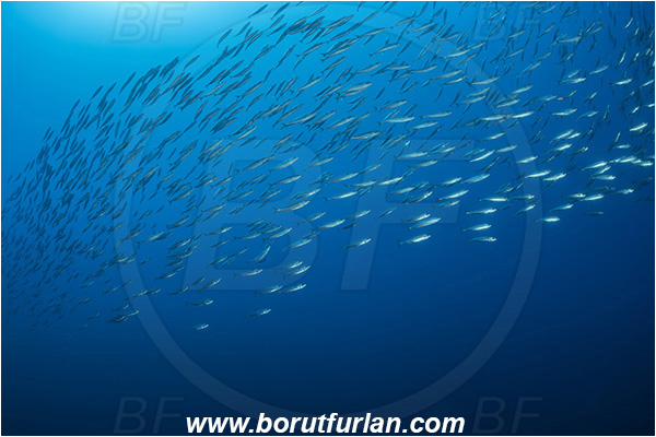 Island Jabuka, Croatia, Adriatic sea, Mediterranean sea, Trachurus sp., Trachurus, Carangidae, Horse mackerel, Fish, Fish school