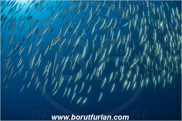 Island Jabuka, Croatia, Adriatic sea, Mediterranean sea, Scomber scombrus, Scomber, Scombridae, Atlantic mackerel, Fish, Fish school