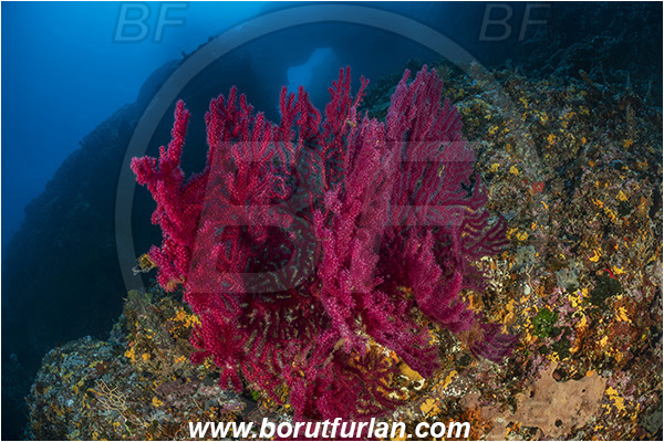 Island Jabuka, Croatia, Adriatic sea, Mediterranean sea, Paramuricea clavata, Paramuricea, Plexauridae, Mediterranean gorgonian, Red gorgonian, Sea fan, Coral, Cnidaria, Cnidarian, Reef, Window