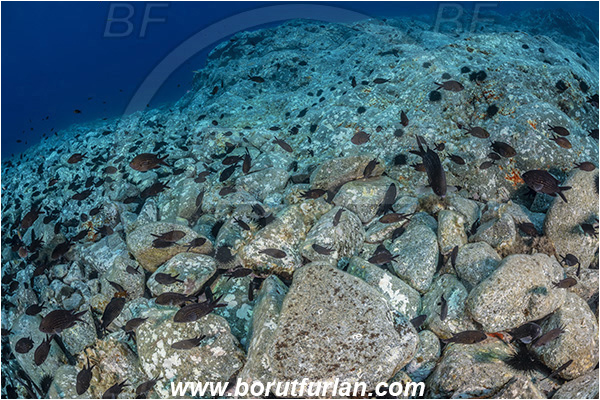 Island Jabuka, Croatia, Adriatic sea, Mediterranean sea, Chromis chromis, Chromis, Pomacentridae, Mediterranean damselfish, Damselfish, Fish, Fish school, Mating, Rocks, Stones