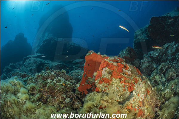 Island Brusnik, Croatia, Adriatic sea, Mediterranean sea, Algae, Reef, Rock, Red sponge
