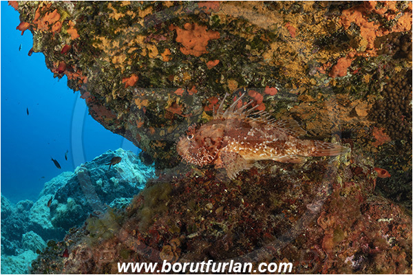 Island Brusnik, Croatia, Adriatic sea, Mediterranean sea, Scorpaena scrofa, Scorpaena, Scorpaenidae, Great red scorpionfish, Scorpionfish, Fish, Reef