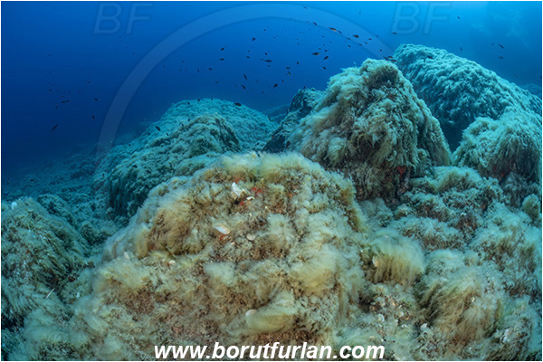 Island Brusnik, Croatia, Adriatic sea, Mediterranean sea, Acinetospora crinita, Acinetospora, Acinetosporaceae, Phaeophyceae, Brown algae, Algae, Reef