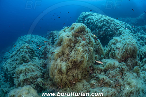 Island Brusnik, Croatia, Adriatic sea, Mediterranean sea, Acinetospora crinita, Acinetospora, Acinetosporaceae, Phaeophyceae, Brown algae, Algae, Reef