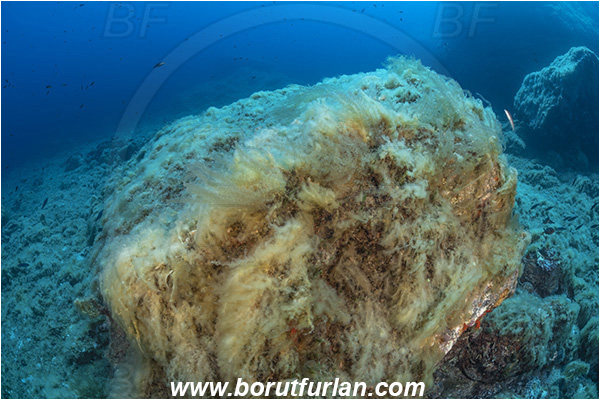 Island Brusnik, Croatia, Adriatic sea, Mediterranean sea, Acinetospora crinita, Acinetospora, Acinetosporaceae, Phaeophyceae, Brown algae, Algae, Reef