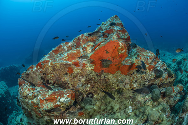 Island Brusnik, Croatia, Adriatic sea, Mediterranean sea, Reef, Rock, Red sponge