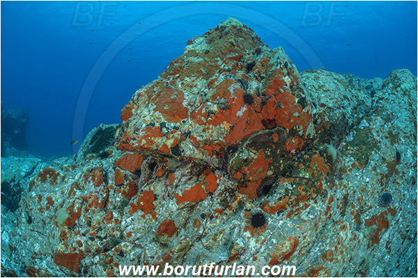 Island Brusnik, Croatia, Adriatic sea, Mediterranean sea, Reef, Rock, Red sponge