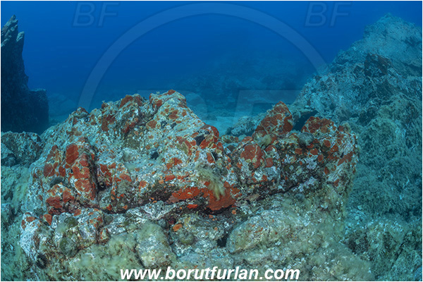 Island Brusnik, Croatia, Adriatic sea, Mediterranean sea, Reef, Rock, Red sponge