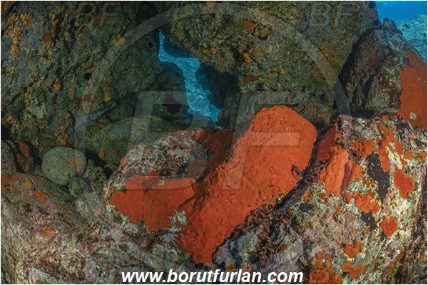 Island Brusnik, Croatia, Adriatic sea, Mediterranean sea, Colourful sponges, Porifera, Reef, Cave, Rocks, Stones