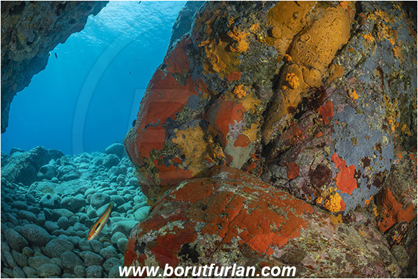 Island Brusnik, Croatia, Adriatic sea, Mediterranean sea, Colourful sponges, Porifera, Reef, Cave, Rocks, Stones