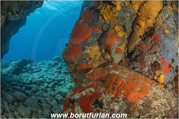 Island Brusnik, Croatia, Adriatic sea, Mediterranean sea, Colourful sponges, Porifera, Reef, Cave, Rocks, Stones