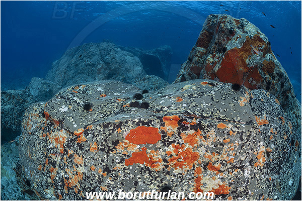 Island Brusnik, Croatia, Adriatic sea, Mediterranean sea, Reef, Rock, Red sponge
