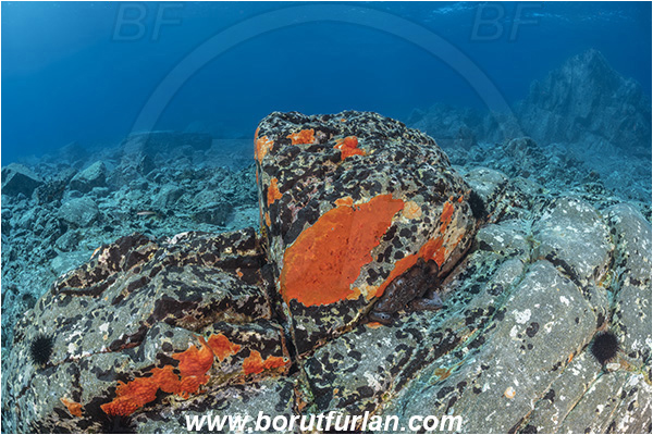 Island Brusnik, Croatia, Adriatic sea, Mediterranean sea, Reef, Rock, Red sponge