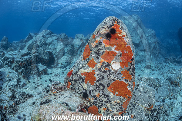 Island Brusnik, Croatia, Adriatic sea, Mediterranean sea, Reef, Rock, Red sponge