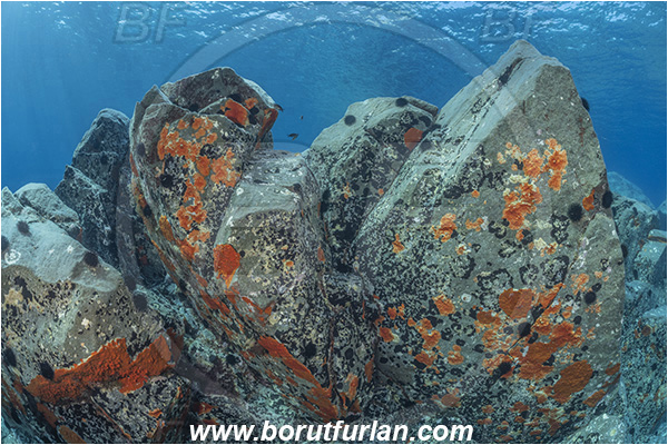 Island Brusnik, Croatia, Adriatic sea, Mediterranean sea, Reef, Rock, Red sponge