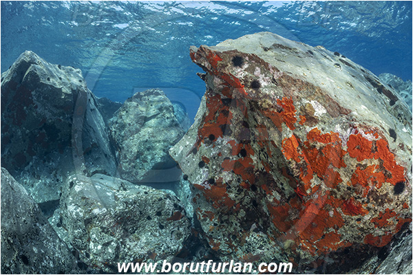 Island Brusnik, Croatia, Adriatic sea, Mediterranean sea, Reef, Rock, Red sponge