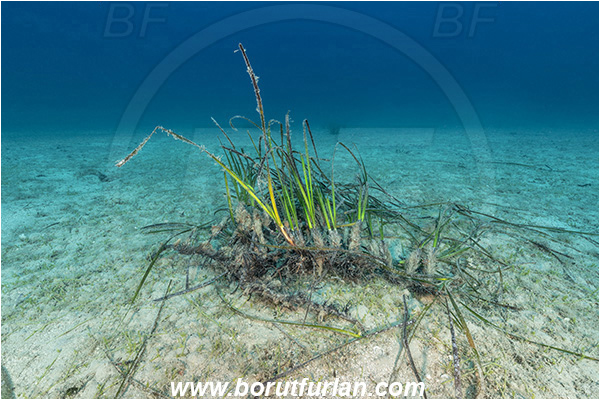 Island Vis, Croatia, Adriatic sea, Mediterranean sea, Reef, Posidonia oceanica, Posidonia, Posidoniaceae, Seagrass, Sand