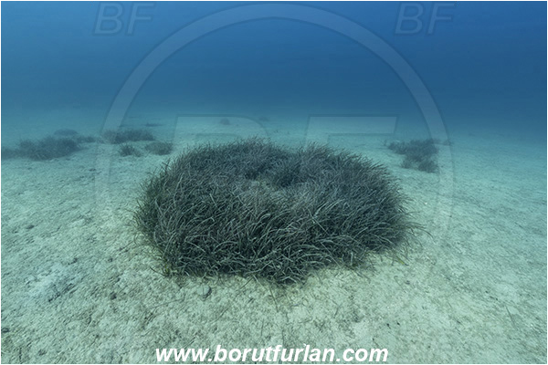 Island Vis, Croatia, Adriatic sea, Mediterranean sea, Reef, Posidonia oceanica, Posidonia, Posidoniaceae, Seagrass, Seagrass meadow