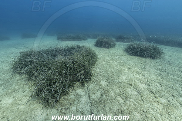 Island Vis, Croatia, Adriatic sea, Mediterranean sea, Reef, Posidonia oceanica, Posidonia, Posidoniaceae, Seagrass, Seagrass meadow