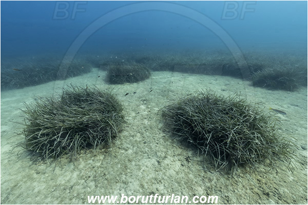 Island Vis, Croatia, Adriatic sea, Mediterranean sea, Reef, Posidonia oceanica, Posidonia, Posidoniaceae, Seagrass, Seagrass meadow