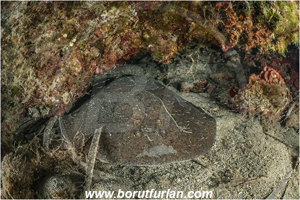Island Bisevo, Croatia, Adriatic sea, Mediterranean sea, Torpedo marmorata, Torpedo, Torpedinidae, Elasmobranchii, Marbled electric ray, Electric ray, Fish