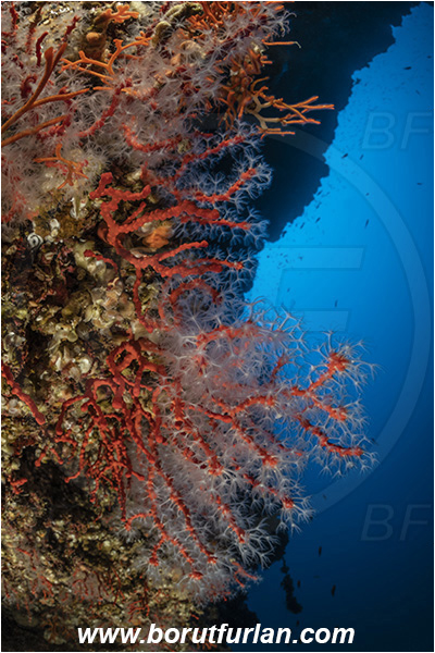 Island Bisevo, Croatia, Adriatic sea, Mediterranean sea, Corallium rubrum, Corallium, Coralliidae, Precious Coral, Red coral, Coral, Anthozoa, Cnidaria, Cnidarian, Reef