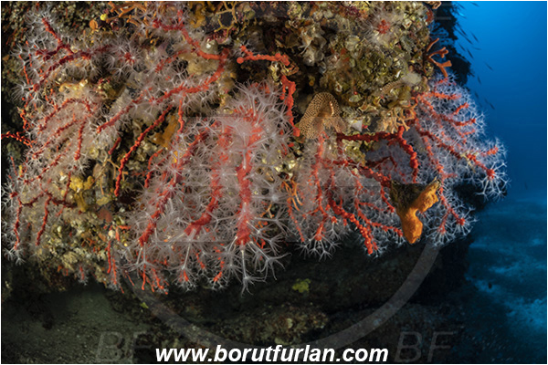 Island Bisevo, Croatia, Adriatic sea, Mediterranean sea, Corallium rubrum, Corallium, Coralliidae, Precious Coral, Red coral, Coral, Anthozoa, Cnidaria, Cnidarian, Reef