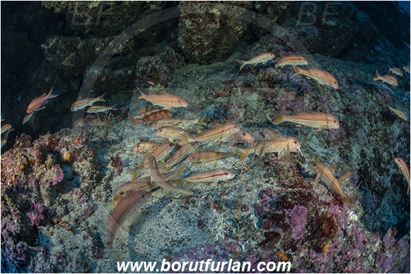 Island Bisevo, Croatia, Adriatic sea, Mediterranean sea, Mullus surmuletus, Mullus, Mullidae, Striped red mullet, Mullet, Goatfish, Fish, Fish school, Reef