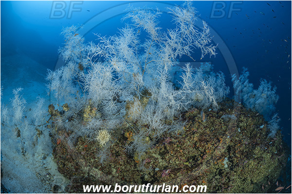 Island Svetac, Croatia, Adriatic sea, Mediterranean sea, Antipathella subpinnata, Antipathella, Myriopathidae, Mediterranean black coral, Black coral, Coral, Anthozoa, Cnidaria, Cnidarian, Reef