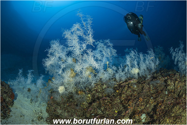 Island Svetac, Croatia, Adriatic sea, Mediterranean sea, Antipathella subpinnata, Antipathella, Myriopathidae, Mediterranean black coral, Black coral, Coral, Anthozoa, Cnidaria, Cnidarian, Reef, Diver