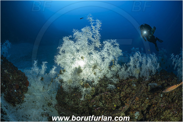 Island Svetac, Croatia, Adriatic sea, Mediterranean sea, Antipathella subpinnata, Antipathella, Myriopathidae, Mediterranean black coral, Black coral, Coral, Anthozoa, Cnidaria, Cnidarian, Reef, Backlight, Diver, Backlit