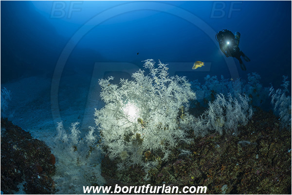 Island Svetac, Croatia, Adriatic sea, Mediterranean sea, Antipathella subpinnata, Antipathella, Myriopathidae, Mediterranean black coral, Black coral, Coral, Anthozoa, Cnidaria, Cnidarian, Reef, Backlight, Diver, Backlit