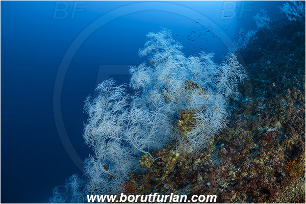 Island Svetac, Croatia, Adriatic sea, Mediterranean sea, Antipathella subpinnata, Antipathella, Myriopathidae, Mediterranean black coral, Black coral, Coral, Anthozoa, Cnidaria, Cnidarian, Reef