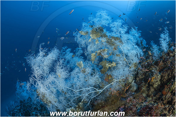Island Svetac, Croatia, Adriatic sea, Mediterranean sea, Antipathella subpinnata, Antipathella, Myriopathidae, Mediterranean black coral, Black coral, Coral, Anthozoa, Cnidaria, Cnidarian, Reef