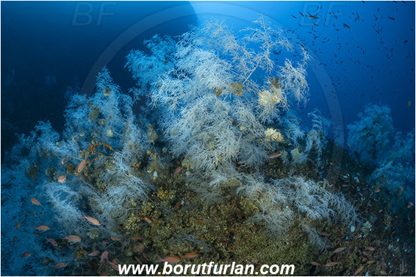 Island Svetac, Croatia, Adriatic sea, Mediterranean sea, Antipathella subpinnata, Antipathella, Myriopathidae, Mediterranean black coral, Black coral, Coral, Anthozoa, Cnidaria, Cnidarian, Reef
