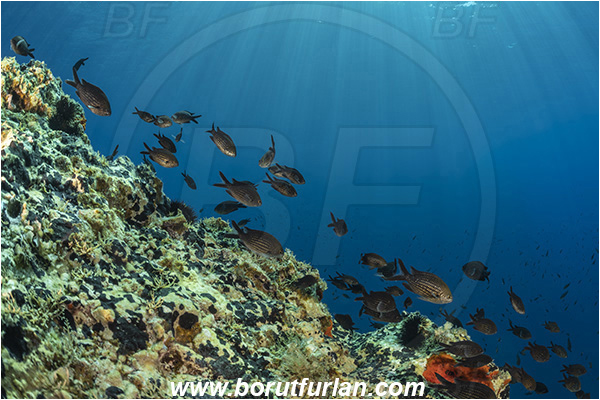 Island Svetac, Croatia, Adriatic sea, Mediterranean sea, Chromis chromis, Chromis, Pomacentridae, Mediterranean damselfish, Damselfish, Fish, Fish school, Mating