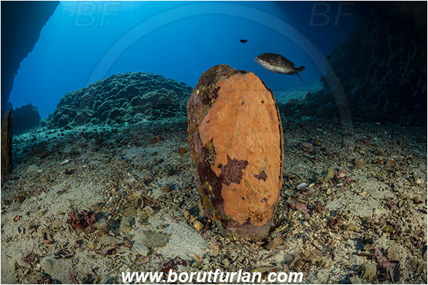 Island Svetac, Croatia, Adriatic sea, Mediterranean sea, Pinna nobilis, Pinna, Pinnidae, Bivalvia, Mollusca, Mollusc, Noble pen shell, Fan-mussel, Shell, Reef, Cave, Dead shell, Chromis chromis, Chromis, Pomacentridae, Mediterranean damselfish, Damselfish, Fish
